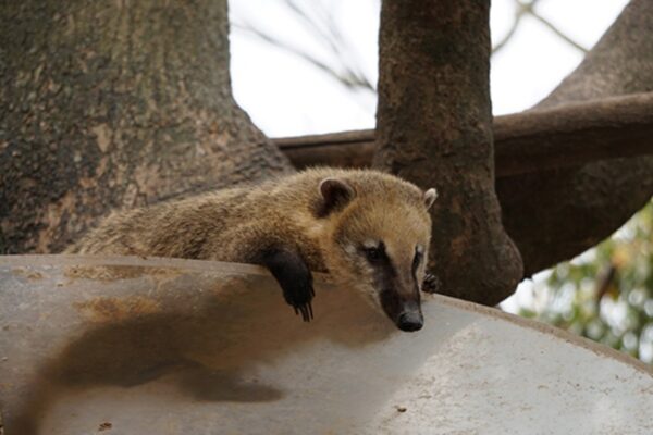 九十九島動植物園 森きらら